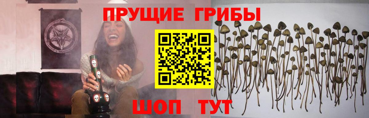 Псилоцибиновые грибы Psilocybine cubensis Красный Сулин